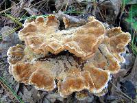 Onnia tomentosa image