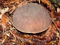 Boletus zelleri image