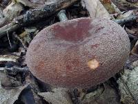 Lactarius corrugis image