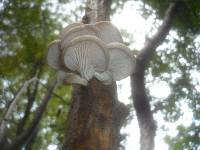 Pleurotus pulmonarius image