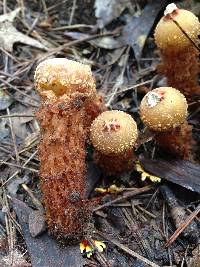 Calostoma ravenelii image