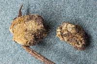 Rhizophagus fasciculatus image