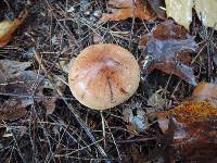 Tricholoma ustale image