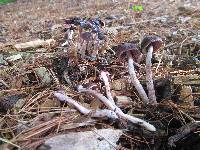 Psathyrella bipellis image