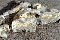 Skeletocutis amorpha image