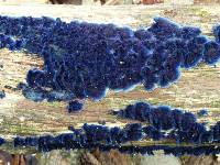 Terana caerulea image