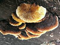 Gloeophyllum sepiarium image