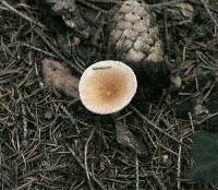 Clitocybe gibba image