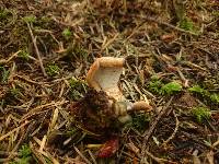 Lactarius rubrilacteus image