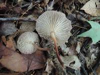 Gymnopus dichrous image