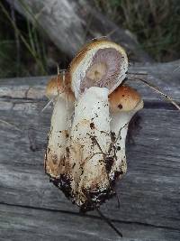 Cortinarius variosimilis image