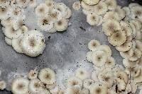 Clitocybula abundans image