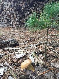Tylopilus felleus image