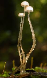 Roridomyces roridus image