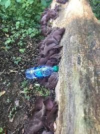 Auricularia angiospermarum image