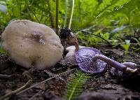 Lepista sordida image