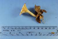 Lactarius chrysorrheus image