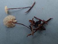 Gymnopus androsaceus image