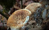 Trametopsis cervina image
