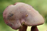 Boletus patrioticus image