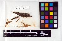 Guepiniopsis minuta image