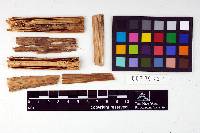 Heterochaete brasiliensis image