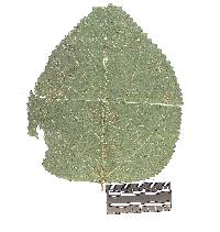 Aplopsora dicentrae image