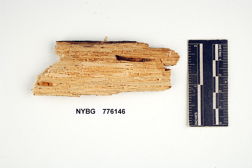 Hyphoderma setigerum image