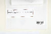 Cyclomyces setiporus image