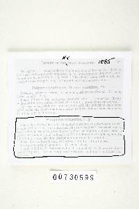 Polyporus crispellus image