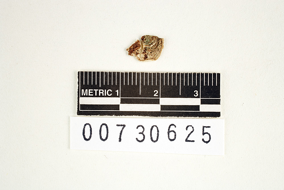 Polyporus depauperatus image