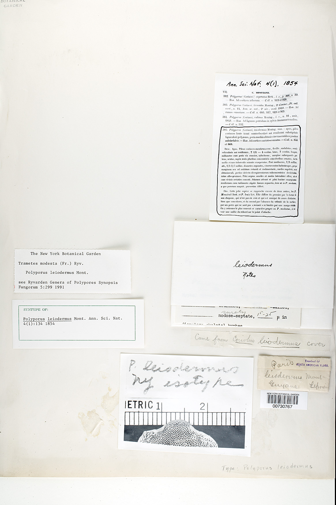 Polyporus leiodermus image