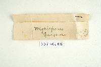 Polyporus megaloporus image