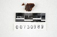 Phellinus gilvus image