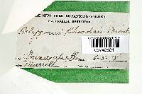 Thumbnail image of current specimen