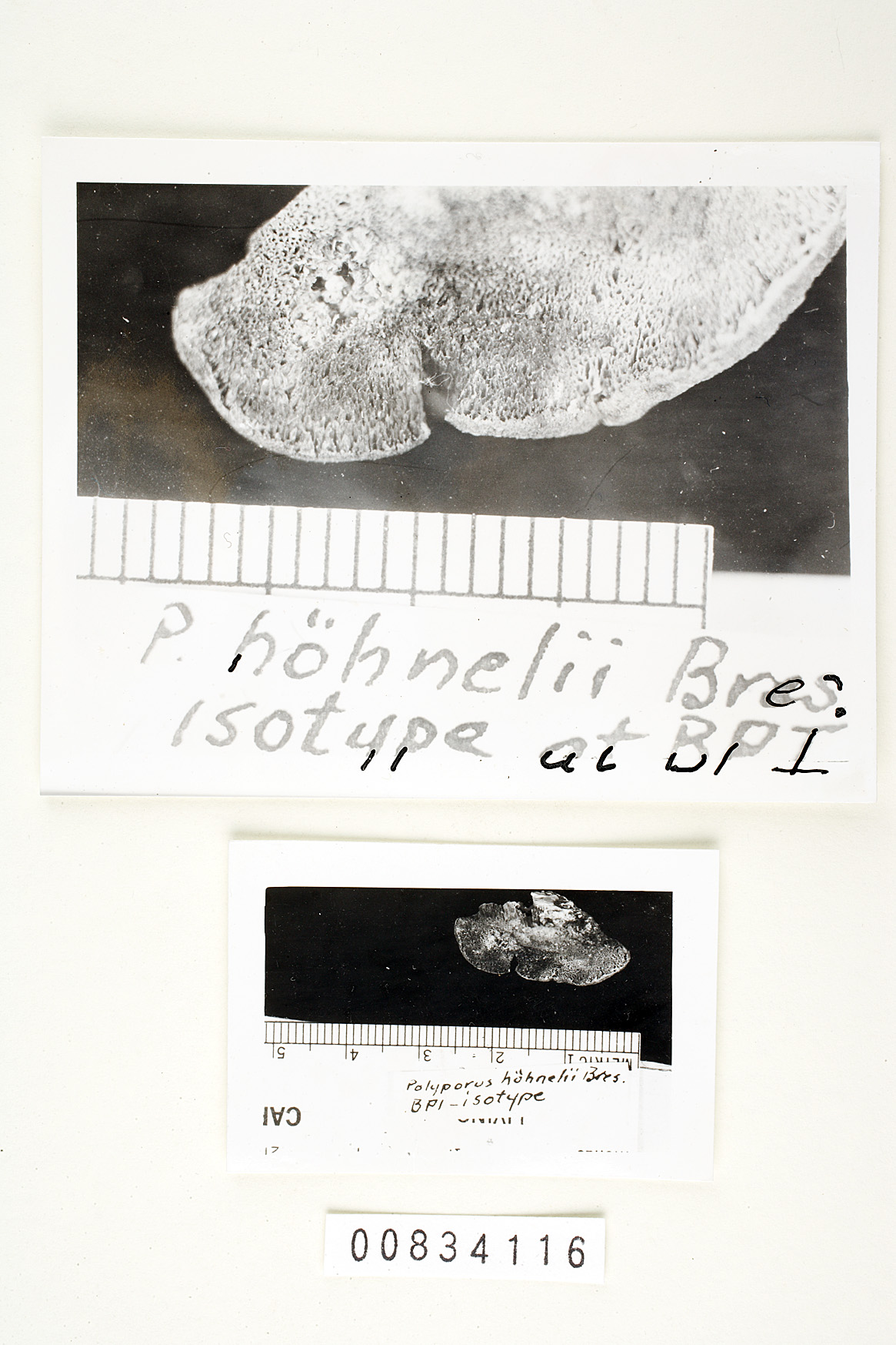 Antrodiella hoehnelii image