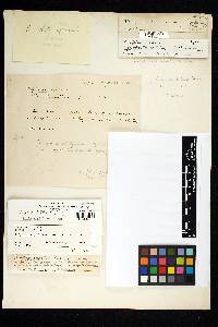 Ganoderma resinaceum image