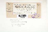 Thumbnail image of current specimen