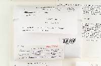 Phellinus coffeatoporus image