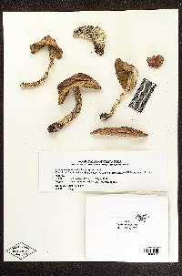 Thumbnail image of current specimen