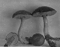 Boletus pallidus image
