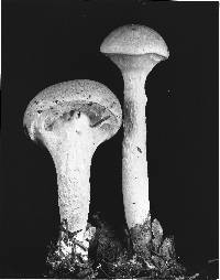 Pulveroboletus ravenelii image