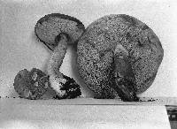 Tylopilus felleus image