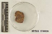 Tricholoma odorum image