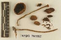 Stropharia subumbonatescens image