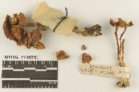 Media resource of Omphalina dawsonii