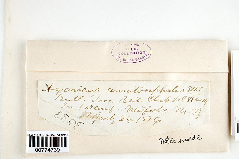 Agaricus auratocephalus image