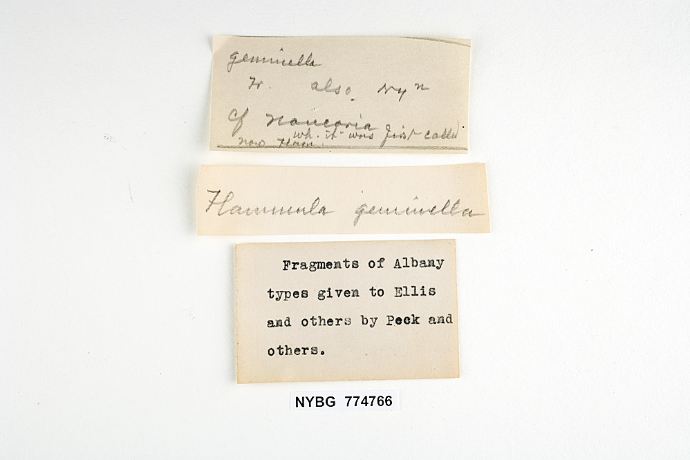 Agaricus geminellus image