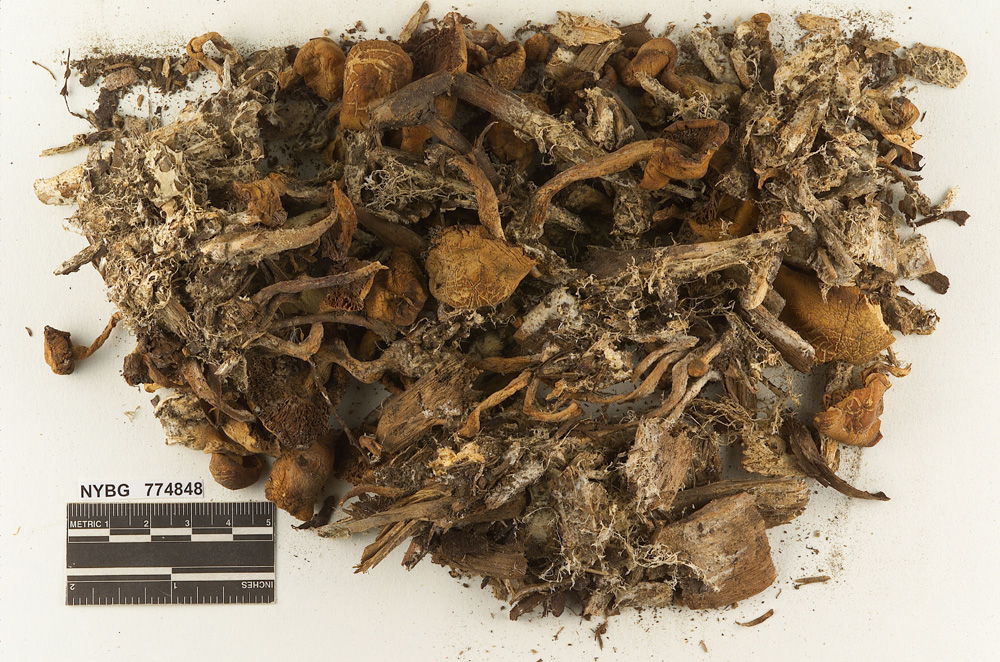 Agrocybe smithii image
