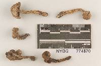 Hygrophorus fibrillosus image